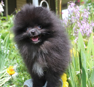 Onyx