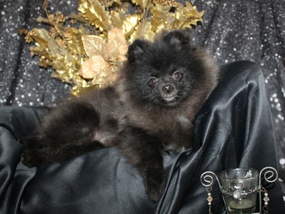 Onyx