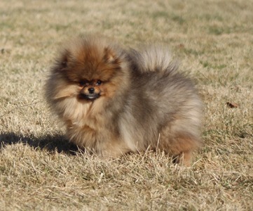 Elvis