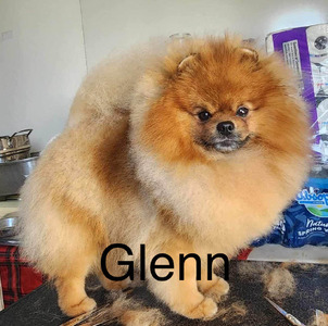 Glenn (CH STARFIRE’S RHINESTONE COWBOY)