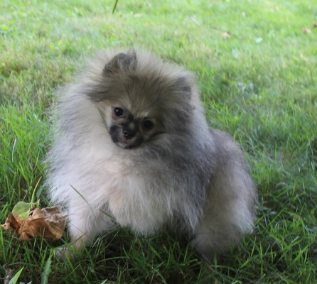 yeti