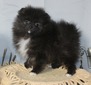 Elvira (A&M PRINCESS OF DARKNESS AT POMFEVRE)