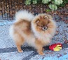Elvis